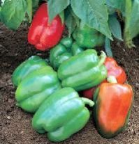 Organic Bell Peppers