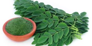 Fresh Moringa Leaves