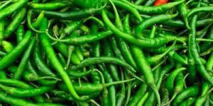 Fresh Green Chilli