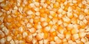 YELLOW CORN FOR HUMAN CONSUMPTION