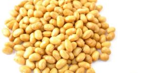 Soya Bean Seeds
