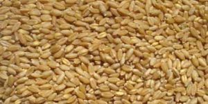 Wheat Seeds