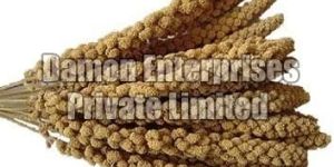 Millet Seeds