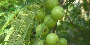 Amla Plants