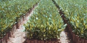 Cashew Nut Grafts/plants