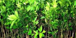 Jamun Nursery Plant