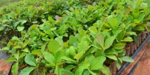 Teak Seedlings