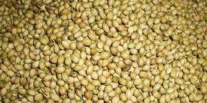 Coriander Seed