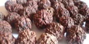 Rudraksha Beads