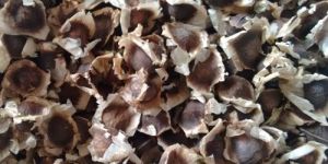 Moringa  Seeds