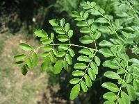 Moringa Oleifera Leaves