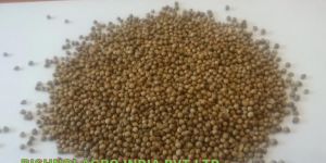 Coriander Seed