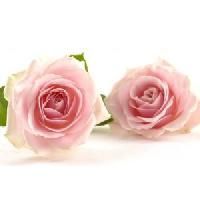 Rose Flavor