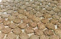 Cow Dung