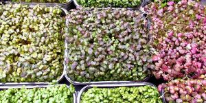 Native Organic Green Seeds