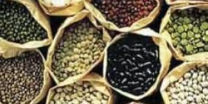 Organic Seeds