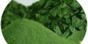 Spirulina