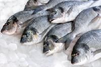 Fresh Chilled Fish