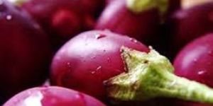 Fresh Brinjal