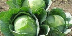 Fresh Cabbage