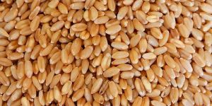 Wheat Seeds