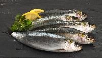Sardine Fish