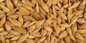 Barley Seeds