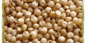 Sorghum Seeds