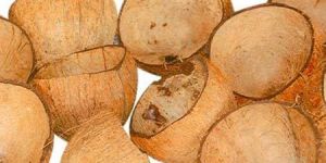 Coconut Shells