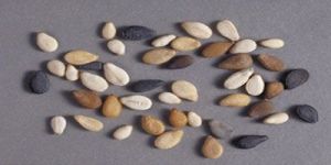 Sesame Seeds