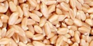 Wheat