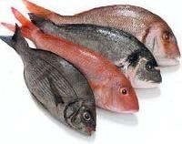 Frozen Sea Foods