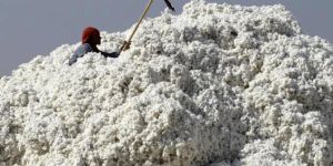 Cotton and Cotton Fabric