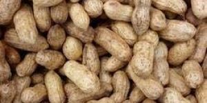 Groundnut Shell