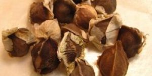 Moringa Oleifera Seeds