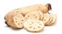 Lotus Root