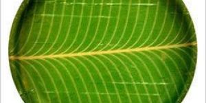 Disposable Buffet Plates