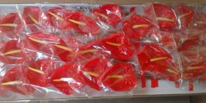Fresh Cut Anthurium Flowers
