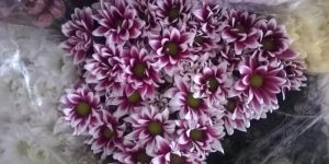 Fresh Cut Chrysanthemum Flower