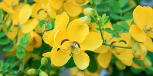 Cassia Auriculata Leaves