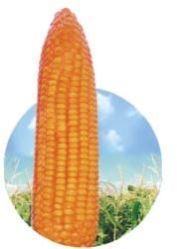 Yellow Maize