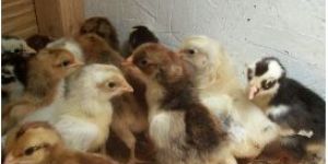 COUNTRY HEN Chicks