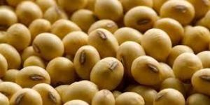 Soybean Seeds