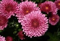 Chrysanthemums Flower