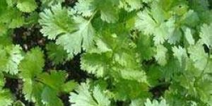 Fresh Green Leaves
