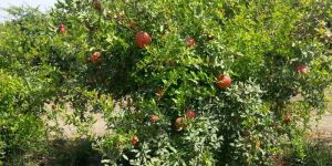 Pomegranate