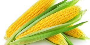 Maize