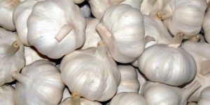 Fresh Garlic