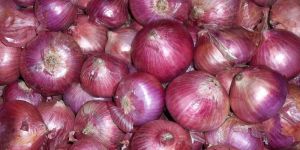 Fresh Red Onion