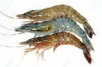 Fresh Black Tiger Prawns